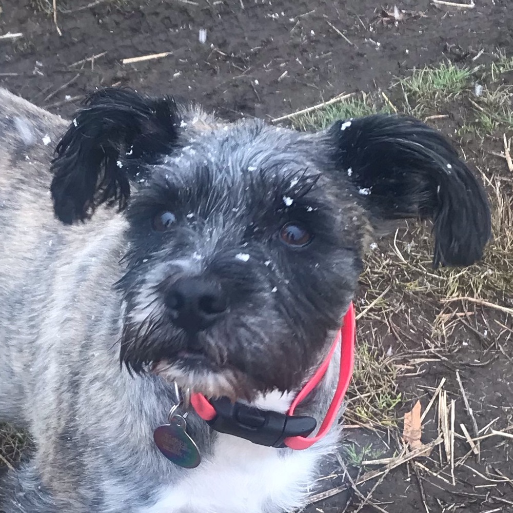 Meet your Posher, Sydney